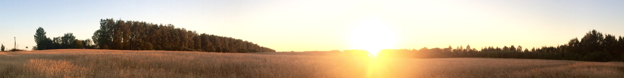 wheat field image